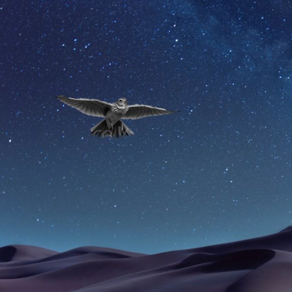 Meet your Posher, Elaria - Picture 1 of 1